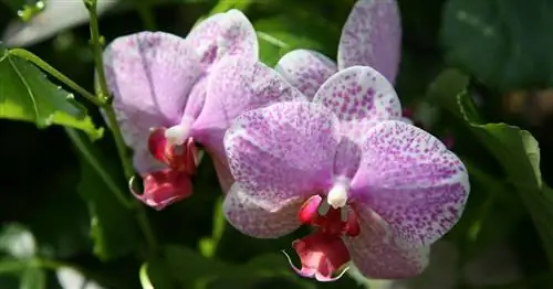 5 золотых правил ухода за орхидеями