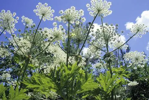 Гигантский борщевик (Heracleum mantegazzianum)