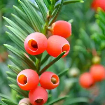 Тис (Taxus baccata)