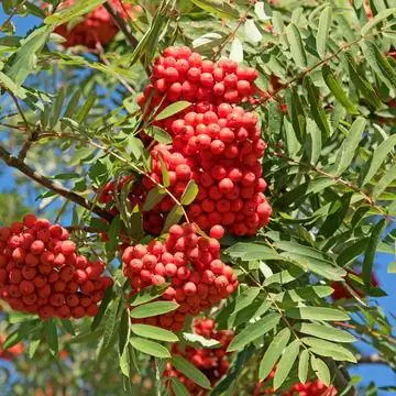 Рябина (Sorbus aucuparia)