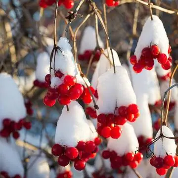 Плод калины