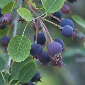 Сервисберри (Amelanchier ovalis)