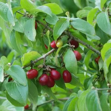 Кизил (Cornus mas)
