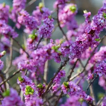 Мезереон (Daphne mezereum)