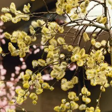 Ива серёжка (Salix caprea)