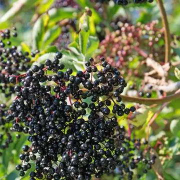 Черный бузина (Sambucus nigra)