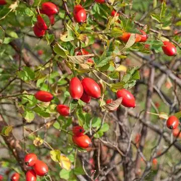 Плоды шиповника (Rosa canina)
