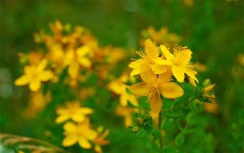 Йоханнис травы