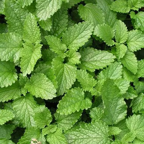 Листья мелиссы лимонной