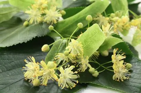 липа мелколистная