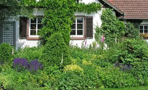 Озеленение фасада плющом