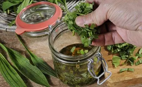 Приготовление сиропа от кашля из подорожника