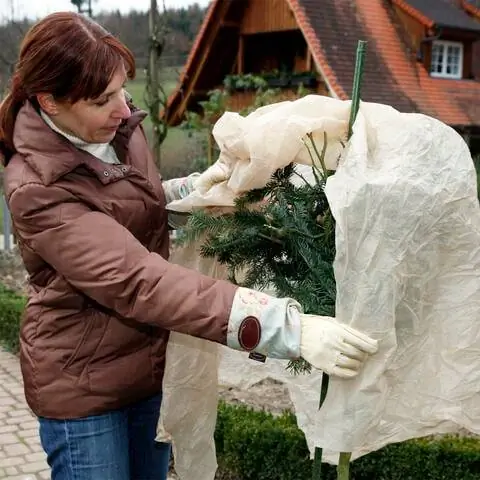 Применить зимнюю защиту для штамбовой розы