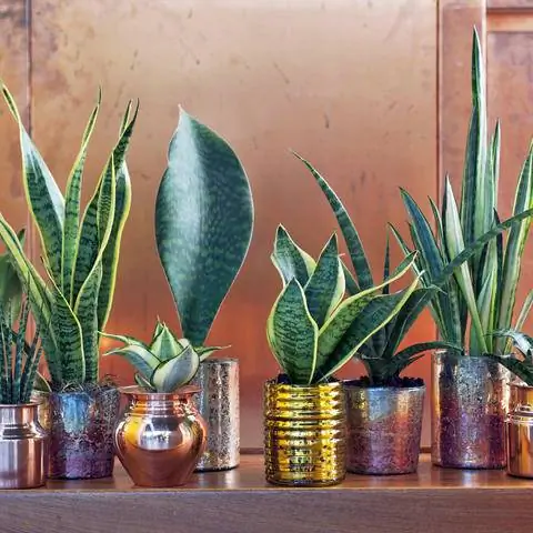 лук из конопли