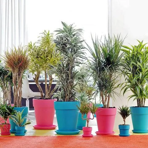 Сорт драконьего дерева