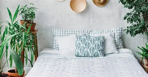 Растения в спальне: полезно или вредно?