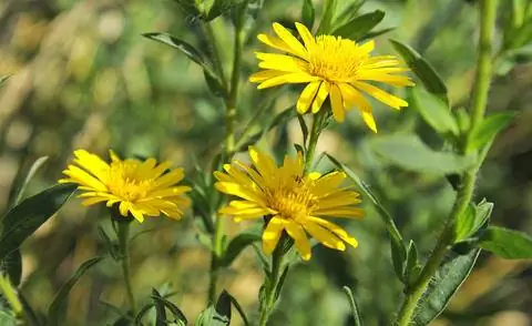 Золотая астра (Chrysopsis speciosa)