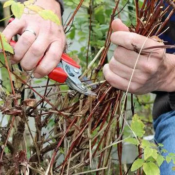 Обрезать клематисы