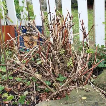 Обрезать клематисы