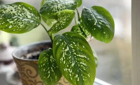 Диффенбахия ядовита для кошек.