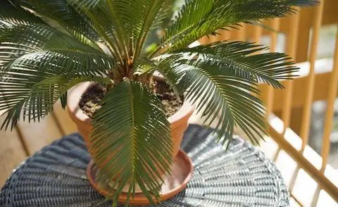 Все части растения саговника (Cycas revoluta) ядовиты.