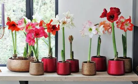 Ядовитая приманка: амариллис