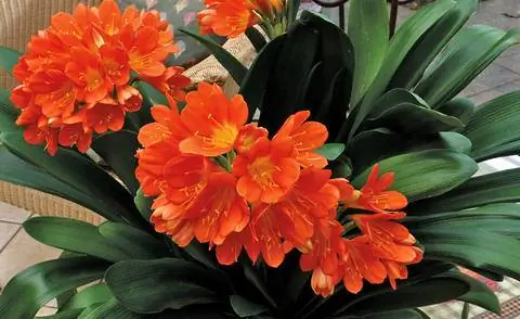 Clivia/Sling Leaf (Clivia miniata)
