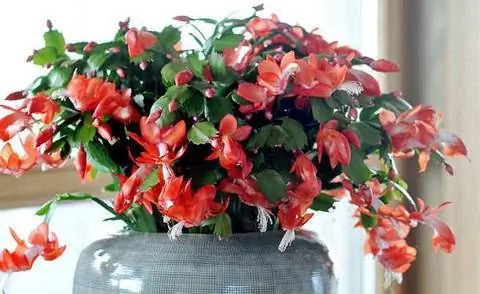 Рождественский кактус Шлюмбергия