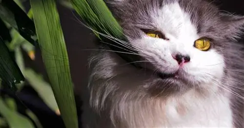 5 самых ядовитых комнатных растений для кошек