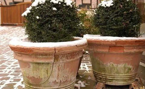Повреждение морозом терракотовых горшков