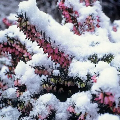 Заснеженный вереск