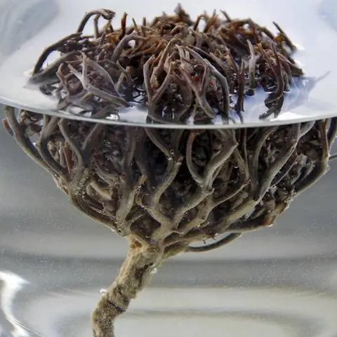 Роза Иерихона (Anastatica hierochuntica)