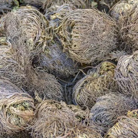 Поддельная Роза Иерихона