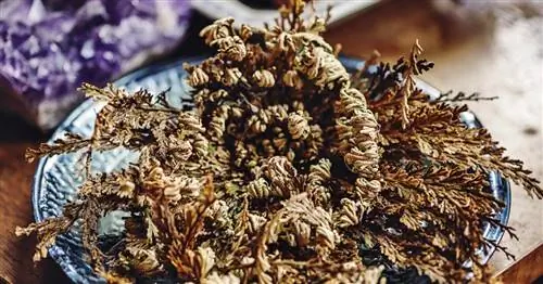 Иерихонская роза: настоящая или подделка?