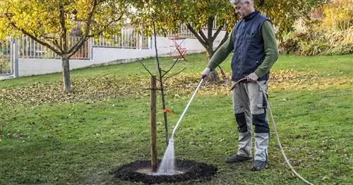 Как посадить айву