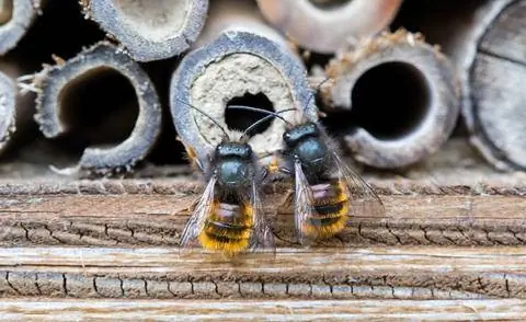 Рогатые пчелы-каменщики