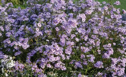 Астра гладколистная (Aster novi-belgii)