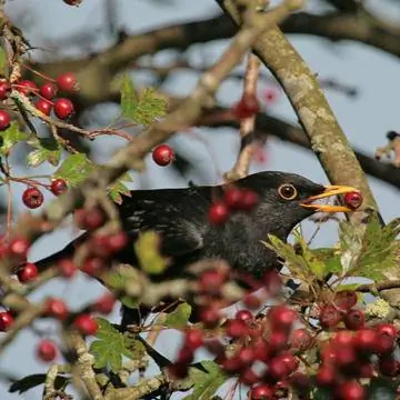 Черный дрозд лакомится красными ягодами боярышника