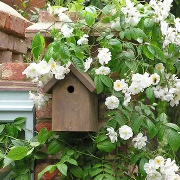 Плетистая роза обвивает гнездо
