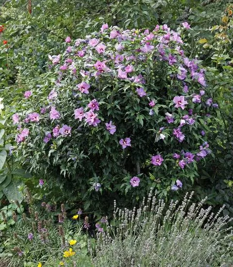 Зефир садовый (Hibiscus syriacus) Зефир садовый (Hibiscus syriacus)