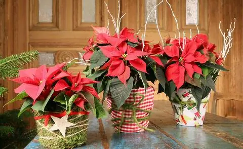 Пуансеттия молочай пульчеррима