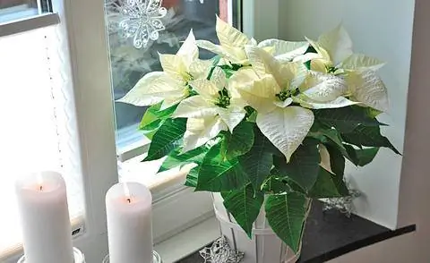 Пуансеттия с белыми прицветниками