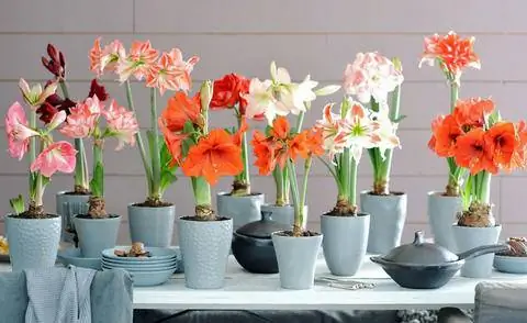 Амариллис рыцарь звезда