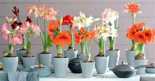 Опрос в Facebook: популярные комнатные растения в преддверии Рождества