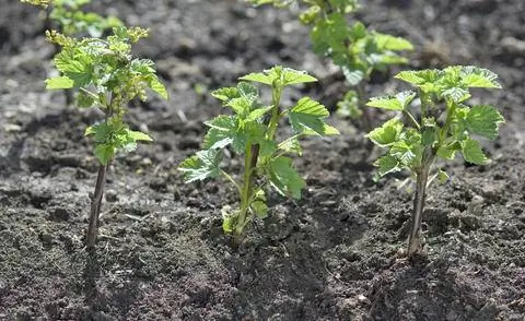 Свежепроросшие смородиновые палочки