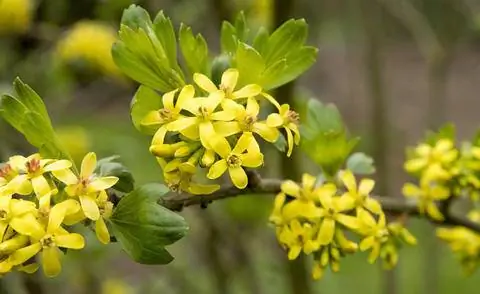 Золотая смородина (Ribes aureum)