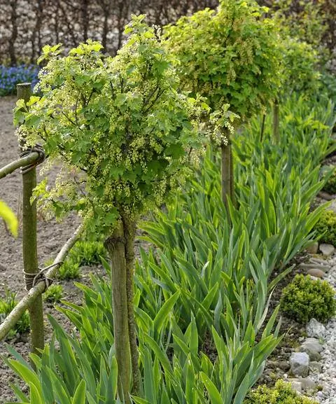 Смородина высокий стебель