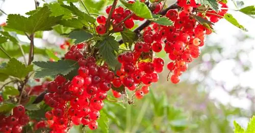 Кусты или стебли: советы по размножению смородины