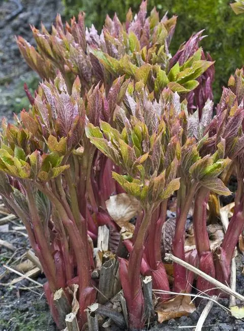 Каждую весну многолетние пионы снова всходят