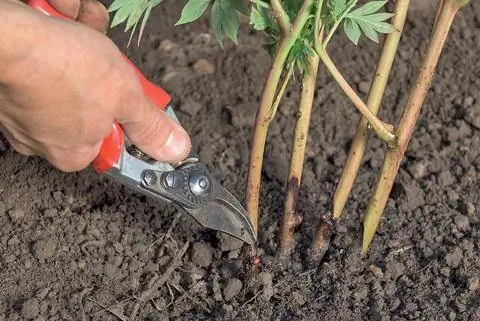 Срезка межсекционных пионов